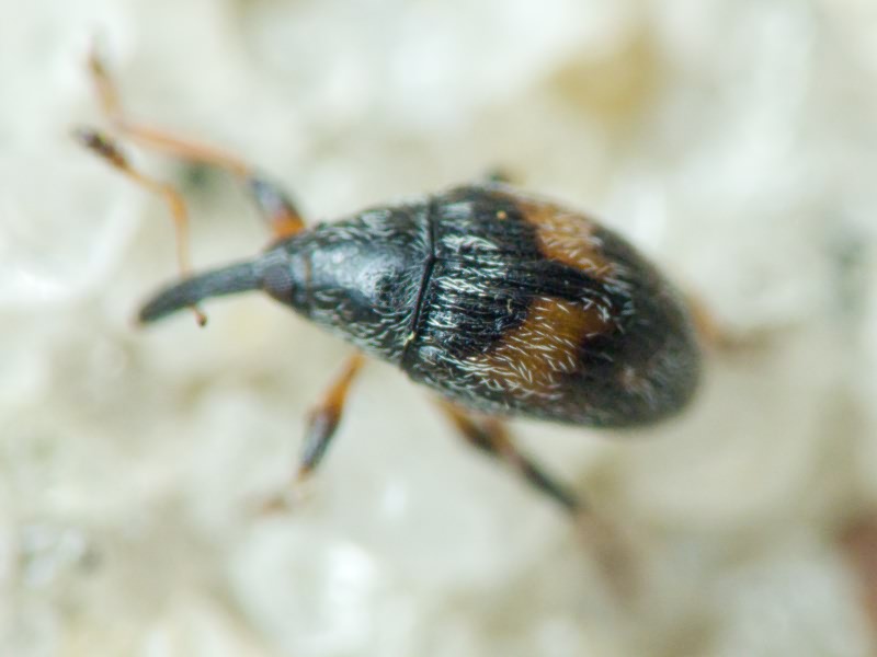 Nanophyidae